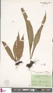 Image result for Lepisorus schraderi