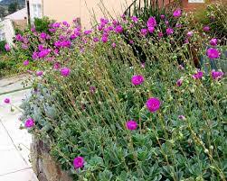 Image result for Craibia grandiflora