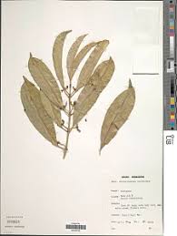 Image result for Craterispermum schweinfurthii