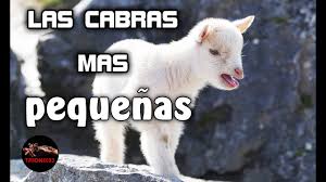 Vendo o cambio cabritas enanas por animal de granja. La Cabra Mas Pequena Del Mundo Las Cabras Mas Pequenas Del Mundo Cabras Enanas Cabras Bebe Youtube