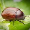 It includes a trap, one bait and two bags for collecting the japanese beetles. Https Encrypted Tbn0 Gstatic Com Images Q Tbn And9gcs6ftpsriaekiytbtp2kf C7ji3daoeuzcuokpyqhxi1orwsa2w Usqp Cau