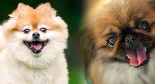 This is simply a term to describe a smaller than average version of the breed. Pekingese Pomeranian Mix Will The Peek A Pom Suit Your Family