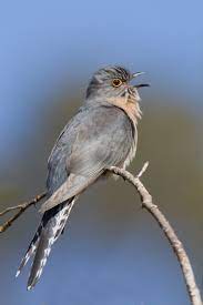 We did not find results for: Cuckoo Wikipedia