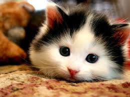 Dengan warna kuning nya yang kontra dengan warna hitam bahagian atas, ular ini. 8 Gambar Kucing Paling Comel Layan Zassssssssssss
