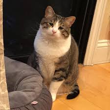 1920x1080 1920x1080 wallpaper cat, sad, face, squint. Stray Cat With Saddest Eyes Founds In Dumpster