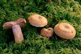 Image result for Lactarius mutabilis