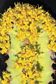 Image result for Blepharis swaziensis