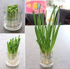 Daun bawang merupakan bahan yang penting untuk memasak. Cara Menumbuhkan Daun Bawang Bekas Dapur Dengan Air Waras Farm