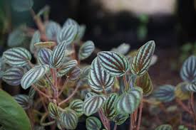 Image result for Peponium sp. A