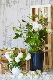 Maybe you would like to learn more about one of these? Rose For Remembrance