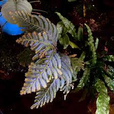 Image result for Selaginella soyauxii