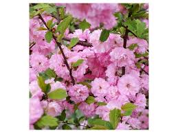 Image result for mandloň trojlaločná