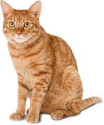 Cat Ginger Transparent Png Stickpng
