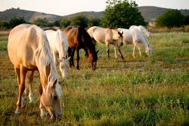 images?q=tbn:ANd9GcRF8-H3peztUWUfqBVa21IIQcr3YMEyGH9bHw&usqp=CAU