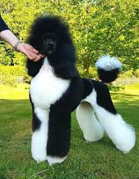 Black And White Tuxedo Standard Poodle Pin On Critters