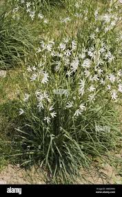 Image result for Anthericaceae