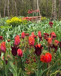 Monty Don On Instagram Jewel Garden Tulips Just Beginning Monty Don Ideal Gardens Garden Pictures