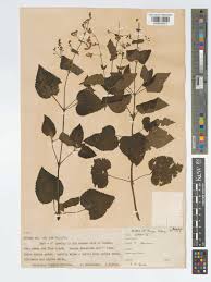 Image result for Equilabium