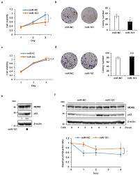 Cancers | Free Full-Text | MicroRNA-101-3p Suppresses Cancer Cell Growth by  Inhibiting the USP47-Induced Deubiquitination of RPL11