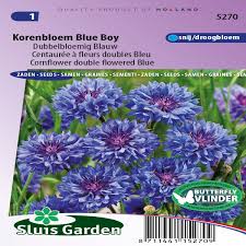 See more ideas about cornflower blue, cornflower, blue color. Cornflower Blue Boy Double Flowered