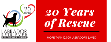 Check spelling or type a new query. Labrador Retriever Rescue Of Florida Tampa District Home Facebook