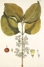 Image result for Vangueria madagascariensis