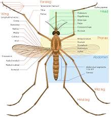Starting with your backyard, help your kids identify different areas where different types of insects might live. Bugs Learn About Insects And Arachnids