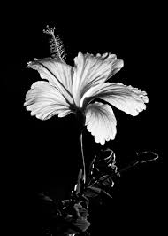 Black And White Flower Photography Black And White Hibiscus Flower Photography Floral Nature 8x10 Etsy Flowers Photography Wallpaper Black And White Flowers Spring Flowers Photography