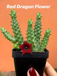 The coral cactus is not a type of cactus and is probably one of the small light brown spots that grow into orange or red spore masses characterize the infection. Huernia Schneideriana Red Dragon Flower Rare Etsy In 2021 Cactus Care Carrion Flower Succulent Garden Diy