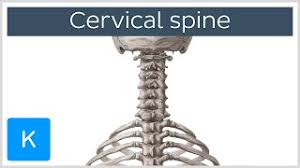 Cervical disc ( intervertebral disc) cervical lymph nodes. Cervical Vertebrae Physiopedia