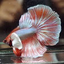 Live Betta Fish Beautiful Blue Metallic Red Dumbo Super Ears Halfmoon Male 236 Betta Fish Betta Freshwater Aquarium Fish