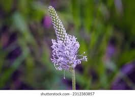 Image result for Plantaginaceae