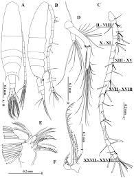 Materialy xxii, xxiii, xxiv, xxv, xxvi, xxvii sezdov kpss./materials xxii, xxiii, xxiv, xxv, xxvi, xxvii congress of the cpsu. A New Species Of Acartia Copepoda Calanoida From The Philippines Based On Morphological And Molecular Analyses