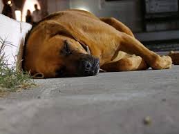 Your dog has their front paws straight out in front of them and they back paws stretched out straight out behind them, like in a superman position. Here Are 7 Dog Sleeping Positions And What They Mean