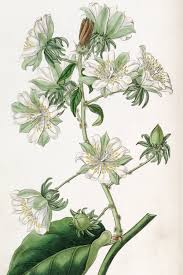 Image result for Pereskia aculeata
