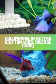 Columnaris In Bettas Can Be Fatal When Left Untreated Keep Reading To The Find Out The Causes Of Columnaris Cotton Wool Dise Betta Betta Fish Tank Betta Fish