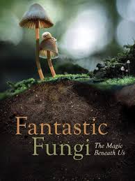 The best movies of 2020. Watch Fantastic Fungi Prime Video