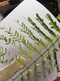 Leaves bipinnate, at base of leaflet two stipules occur. Delonix Regia S Leaves Turning Yellow And Dropping Bonsai