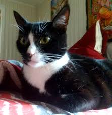 Viovet sells felimazole for cats which help control excessive production of thyroid hormones in order to achieve euthyroidism. Methimazole Compounded 1800petmeds