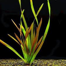 Image result for Vallisneria