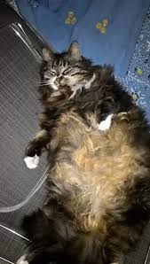 Eksi Sozluk On Twitter Bkz Kedi Gobegi Moral Bozukluguna Iyi Gelen Seyler Https T Co Rbft3d4vap
