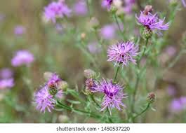 Bighead Knapweed Flower Arrangements Best Flower Wallpaper