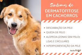 Veja tudo que um cachorro sente quando está infectado e procure ajude para seu melhor amigo. Dermatofitose Em Caes Causas Sintomas E Tratamento