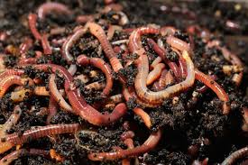 Nov 22, 2019 · the first segment of a nightcrawler worm's body contains the mouth. In Vermicomposting Worms Do The Work Of Composting Home And Garden Victoriaadvocate Com