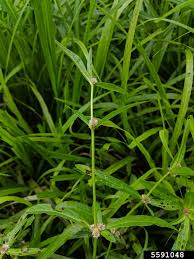 Image result for Alternanthera sessilis