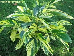 Variegated shell ginger makes a beautiful foliage plant with its outstanding large leaves and yellow and green striped variegation. Plantfiles Pictures Shell Ginger Variegated Shell Ginger Variegata Alpinia Zerumbet By Metrosideros Backyard Plants Plants Lily Plants