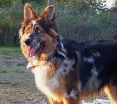 Australian Shepherd German Shepherd Mix Black And White German Australian Shepherd I Need This Dog Australian Shepherd Mix Australian Shepherd Dogs