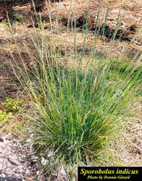 Image result for Sporobolus stapfianus