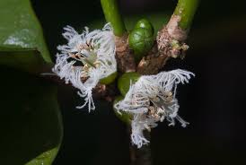 Image result for Cassipourea mollis