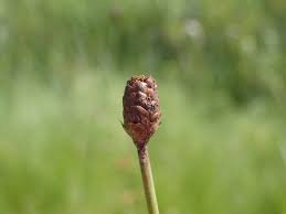 Image result for Xyris capensis